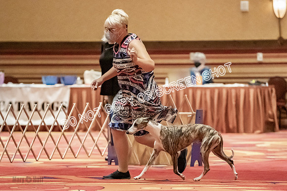 Open Dogs-0094