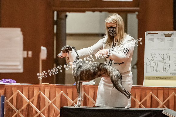Open Dogs-0133