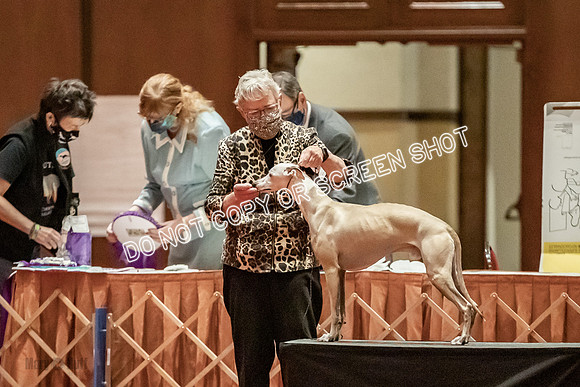 Open Dogs-0047