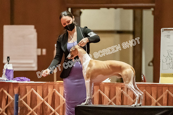 Open Dogs-0124