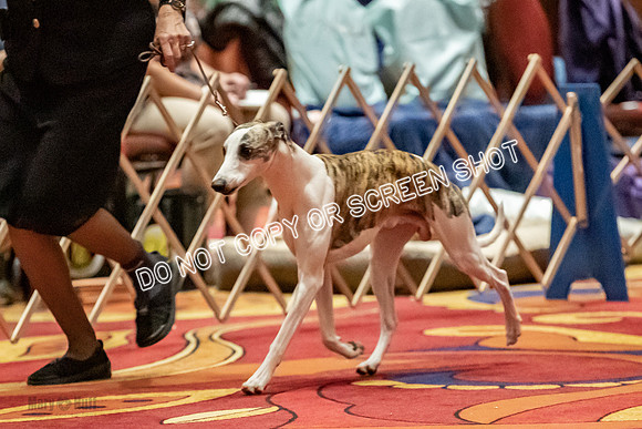Open Dogs-0087