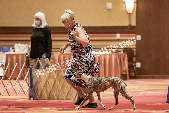 Open Dogs-0093