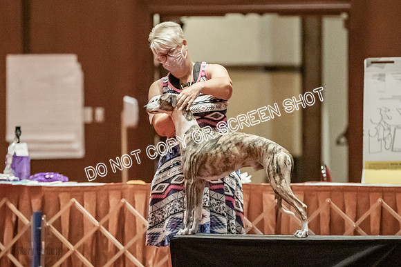 Open Dogs-0092