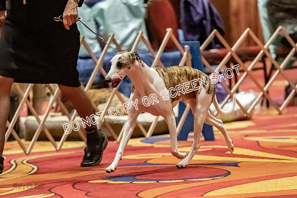 Open Dogs-0086