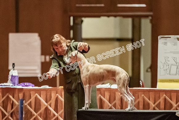 Open Dogs-0061