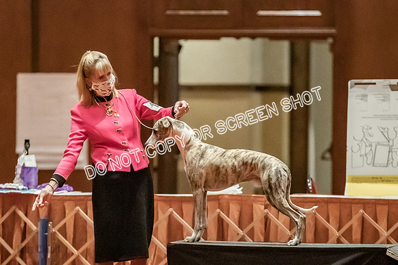 Open Dogs-0107