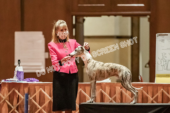 Open Dogs-0105