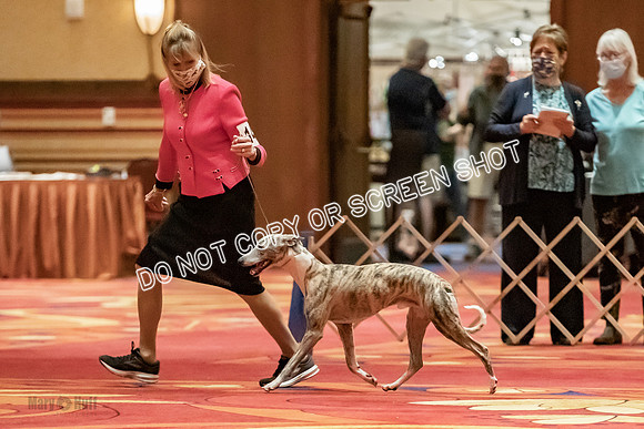 Open Dogs-0110