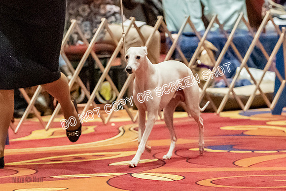 Open Dogs-0174