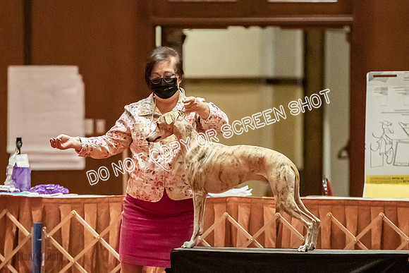 Open Dogs-0176