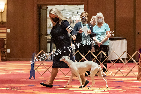 Open Dogs-0160