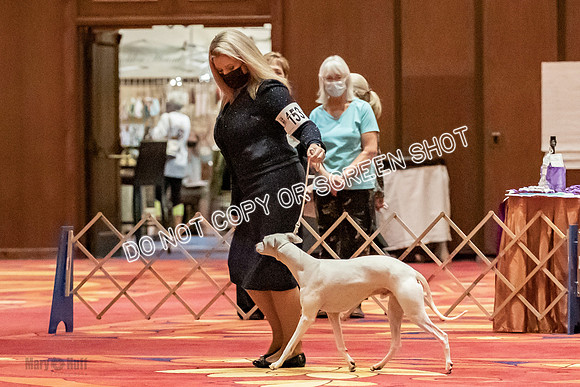 Open Dogs-0159