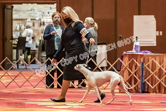 Open Dogs-0158