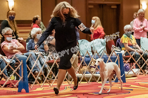 Open Dogs-0173