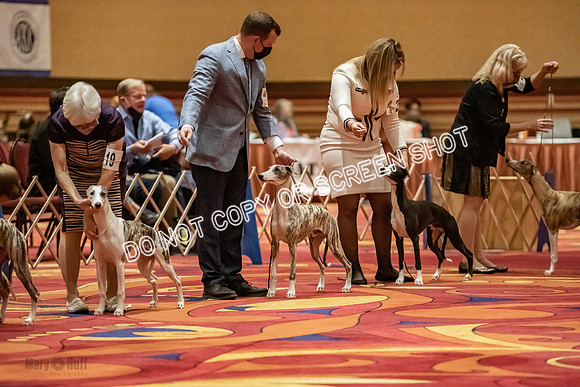 6-9 Puppy Dog-9387