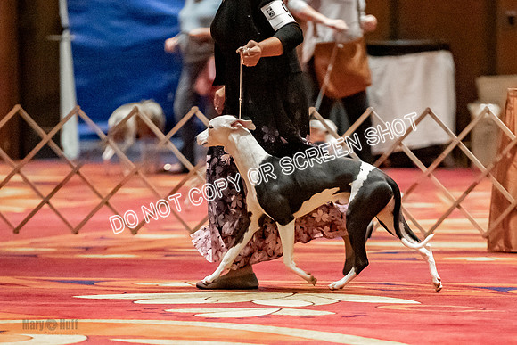 6-9 Puppy Dog-9382