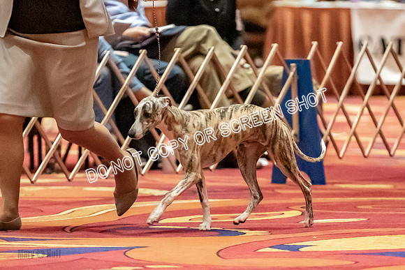 6-9 Puppy Dog-9398