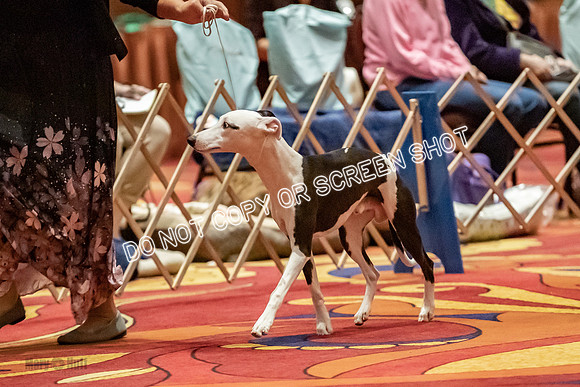 6-9 Puppy Dog-9412