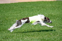 Silken Windhound Prelim, Finnegan-2969