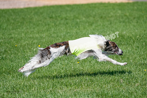Silken Windhound Prelim, Finnegan-2969