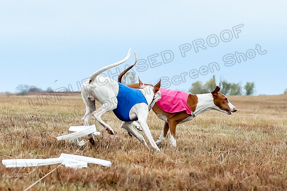 Prelim Specials A1 Luna Ginny Beetlejuice-3218