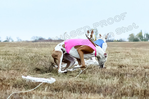 Prelim Open 1, Havok Zeppelin Alba-3053