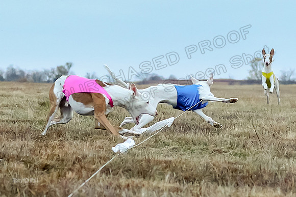 Prelim Open 1, Havok Zeppelin Alba-3050