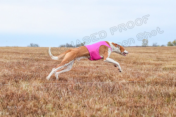 Prelim Specials A2, Cora Fable-3264
