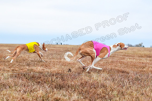 Prelim Specials A2, Cora Fable-3262