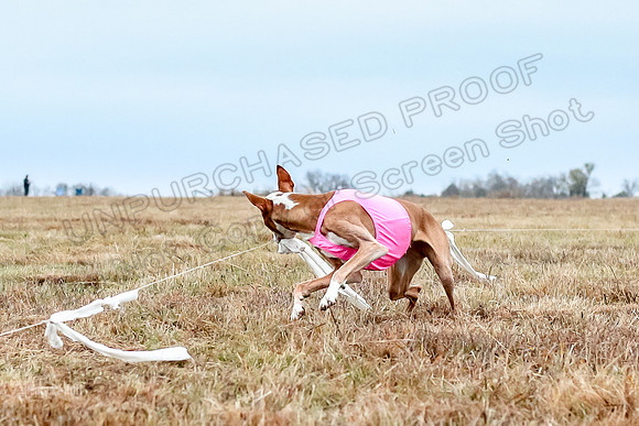 Prelim Specials A3, Beastie Alta-3348