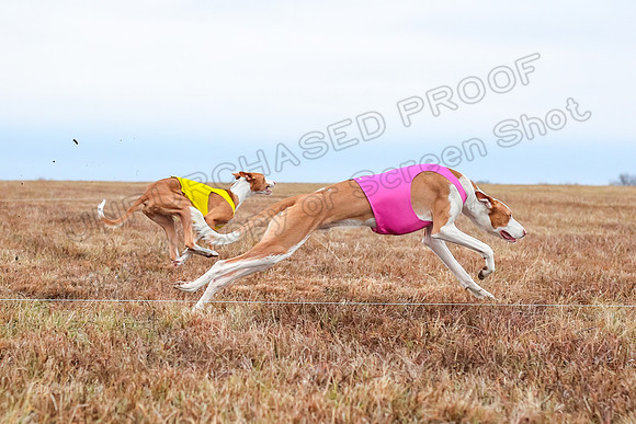 Prelim Specials A2, Cora Fable-3260