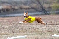 Ibizan Hounds