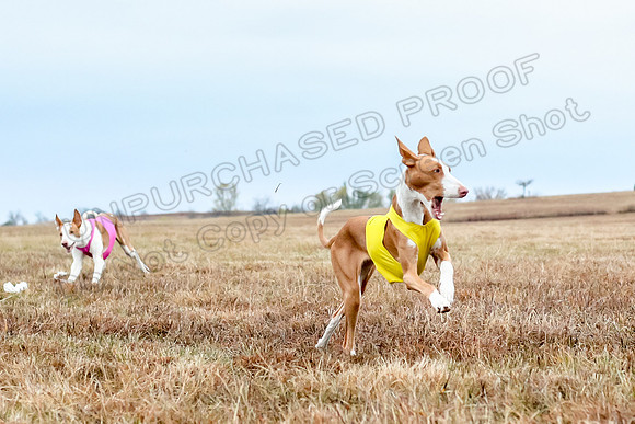 Prelim Specials A2, Cora Fable-3285