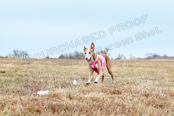 Prelim Specials A3, Beastie Alta-3341
