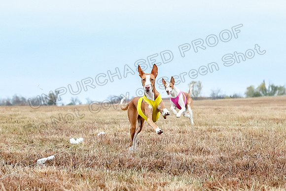 Prelim Specials A2, Cora Fable-3282