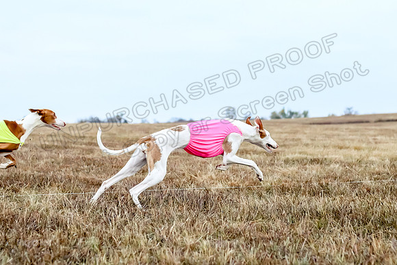 Prelim Open 2, Sam Willow-3095