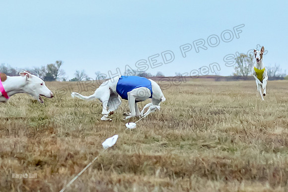 Prelim Open 1, Havok Zeppelin Alba-3048