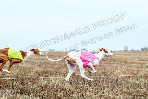 Prelim Open 2, Sam Willow-3094