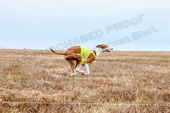 Prelim Specials A3, Beastie Alta-3332
