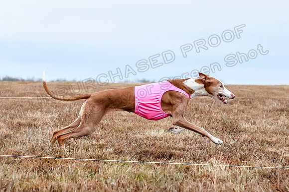 Prelim Specials A3, Beastie Alta-3327
