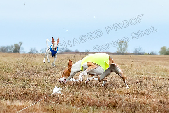 Prelim Specials A1 Luna Ginny Beetlejuice-3200