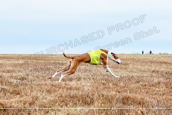 Prelim Specials A3, Beastie Alta-3334