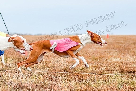 Prelim Specials A1 Luna Ginny Beetlejuice-3175