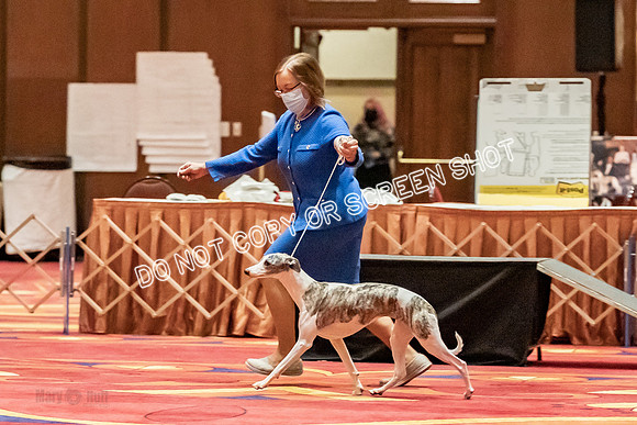 12-15 Puppy Bitch-2059