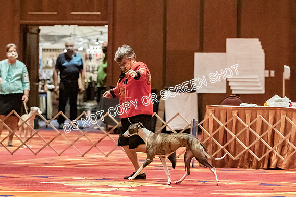 12-15 Puppy Bitch-2067