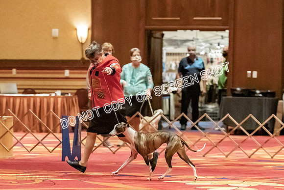 12-15 Puppy Bitch-2070