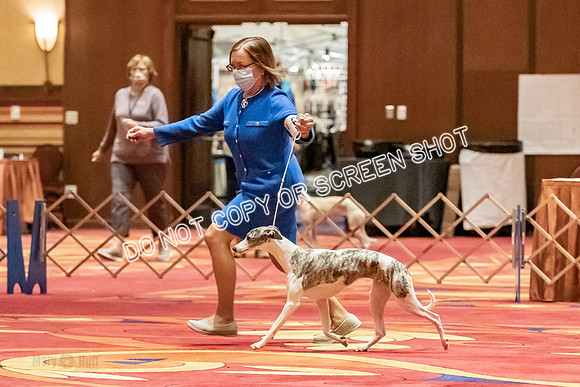 12-15 Puppy Bitch-2061