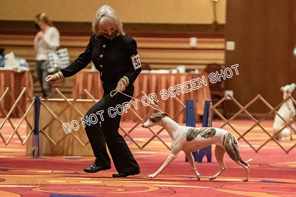12-15 Puppy Bitch-2016