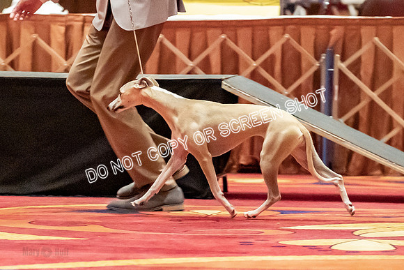12-15 Puppy Bitch-2031