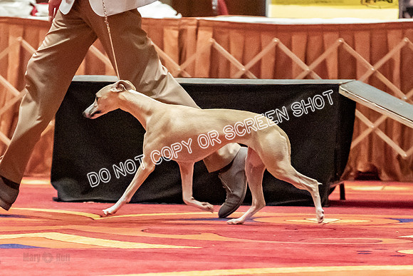 12-15 Puppy Bitch-2032